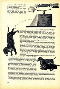 Das Magazin 65-11-46 Anni Mal, Der rasierte Dackel